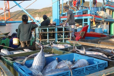 Chủ tàu cá bị phạt gần 1 tỷ đồng vì đánh bắt trên vùng biển nước ngoài