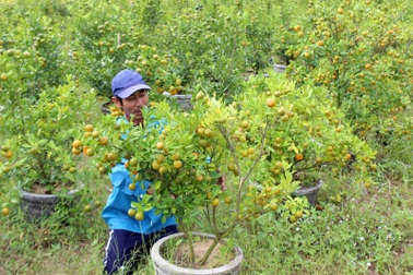 Quất Tết bất ngờ vàng lá, rụng quả, nhà vườn thất thu