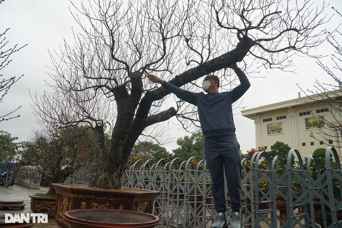 Đào khủng cổ thụ bàn tay lộc, hét giá trăm triệu đồng ở Thanh Hóa - 9 Đào khủng cổ thụ bàn tay lộc, hét giá trăm triệu đồng ở Thanh Hóa - 9