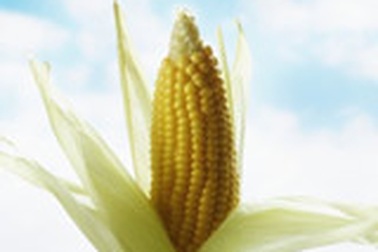 Thực phẩm biến đổi gien gây nhờn kháng sinh