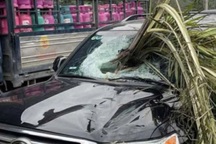 Cây cọ đổ đâm xuyên kính ô tô trong vụ tai nạn hy hữu ở Hạ Long