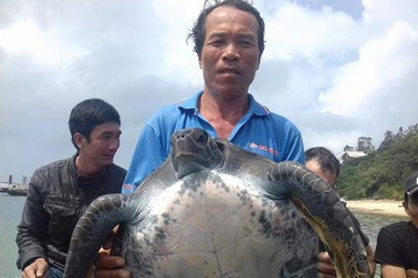 Thả một cá thể rùa 25kg về đại dương