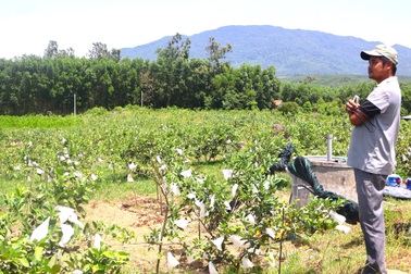 "Đánh bạc" với đất cằn, 8X trở thành triệu phú