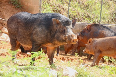 Nuôi lợn bằng “thảo dược”, anh nông dân thu về hàng trăm triệu đồng mỗi năm