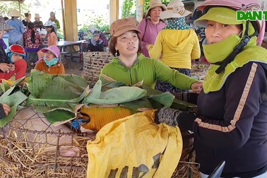 Những người làm nghề đặc biệt ở chợ heo Bà Rén