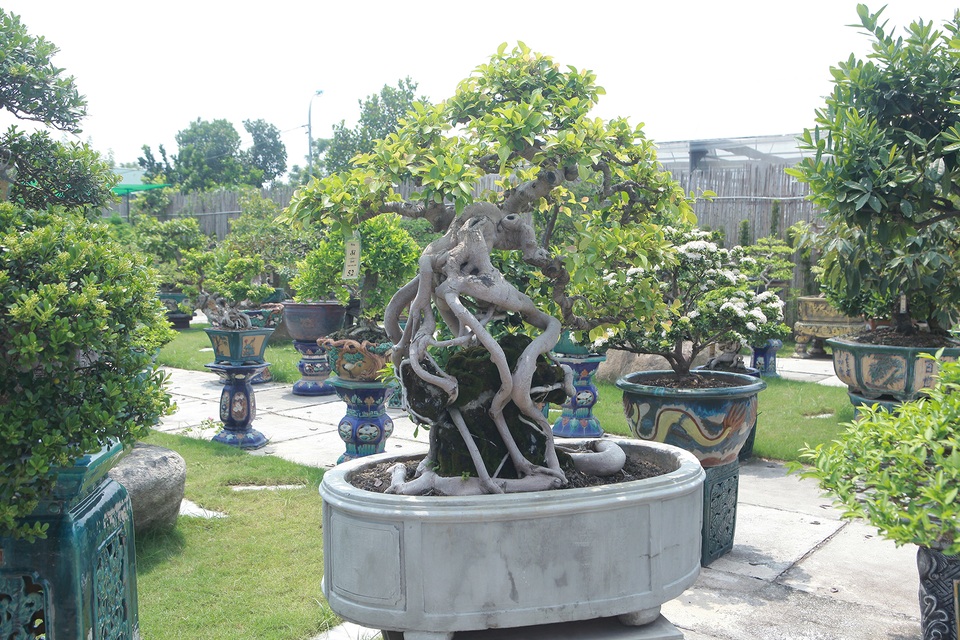Mục sở thị khu vườn gần 1.000 cây cảnh bonsai hiếm có đất Hà Thành - 12 Mục sở thị khu vườn gần 1.000 cây cảnh bonsai hiếm có đất Hà Thành - 12