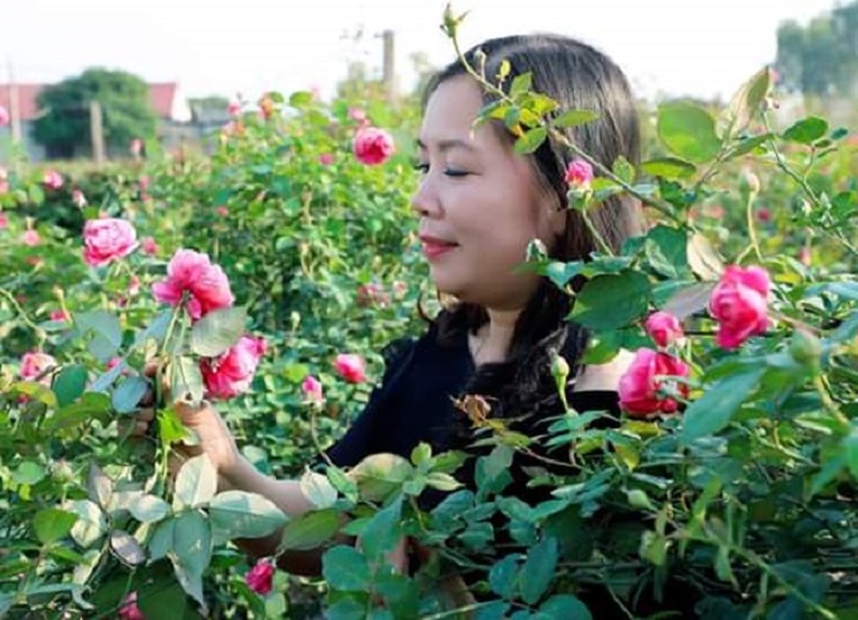 Ninh Bình: Trồng hoa hồng cổ bán Tết, 9X bỏ túi trăm triệu đồng - 8 Ninh Bình: Trồng hoa hồng cổ bán Tết, 9X bỏ túi trăm triệu đồng - 8