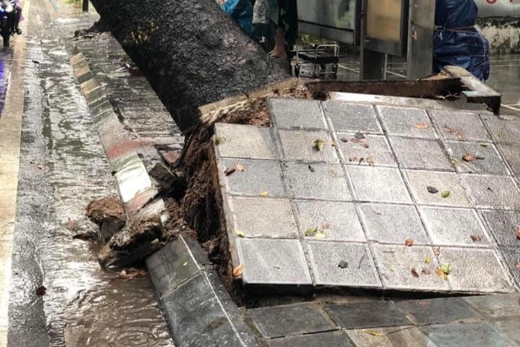 Cây xà cừ cổ thụ bật gốc, đổ đè trúng xe buýt đang đi trên phố Hà Nội - 2 Cây xà cừ cổ thụ bật gốc, đổ đè trúng xe buýt đang đi trên phố Hà Nội - 2