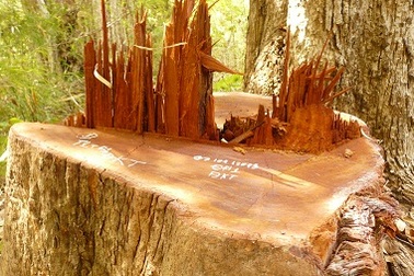 Lâm tặc lại triệt hạ gỗ quý trong Vườn quốc gia Yok Đôn