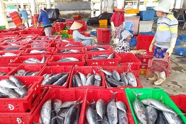 Cảng cá lớn nhất Nam Trung Bộ nâng gấp đôi công suất đón tàu thuyền