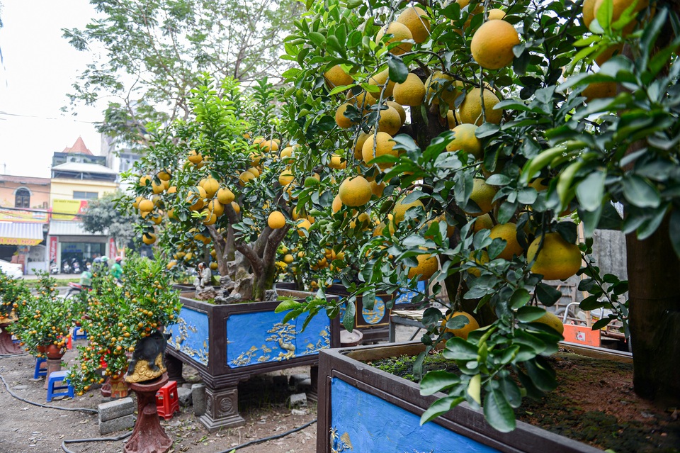 Bưởi cảnh giá chục triệu xuống phố đón Tết sớm - 3 Bưởi cảnh giá chục triệu xuống phố đón Tết sớm - 3