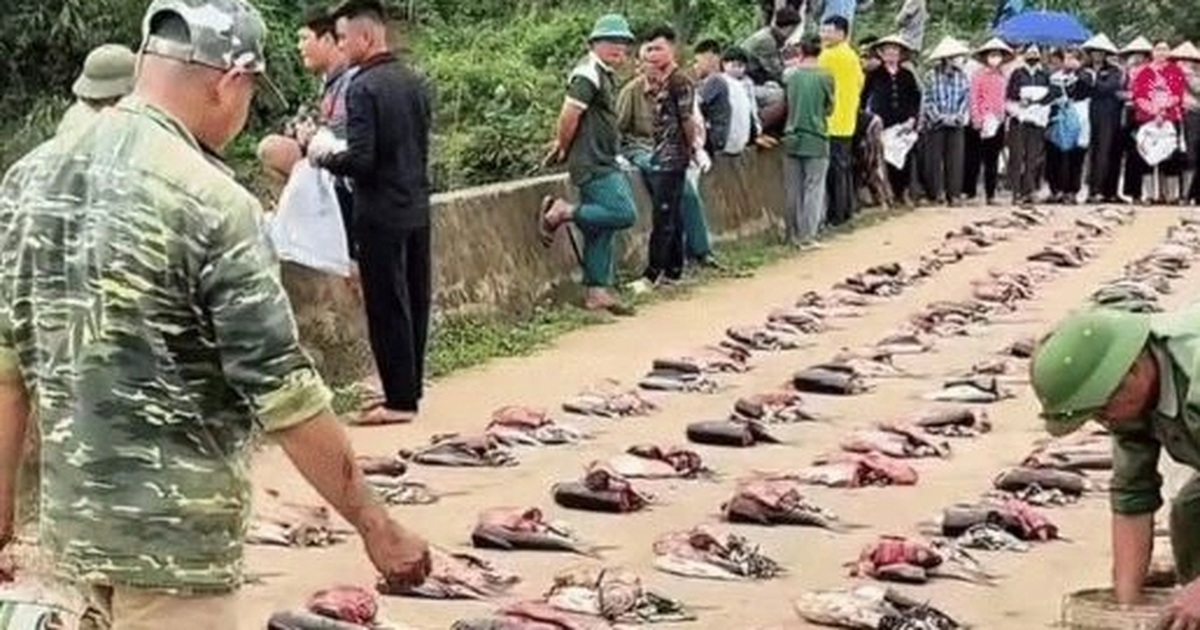 Cả làng ở Phú Thọ góp tiền nuôi cá chung, thu cả tấn chia cho từng hộ