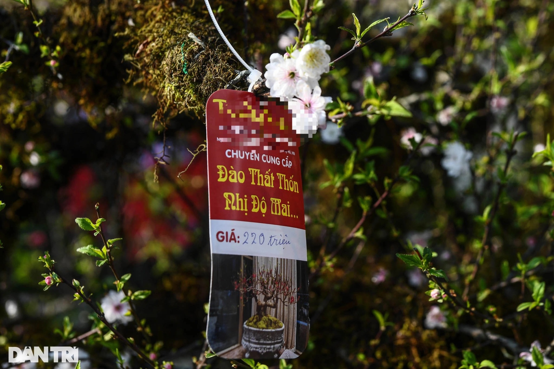 Nhất chi mai 300 triệu đồng bày bán vỉa hè chờ thượng đế rước về chơi Tết - 10