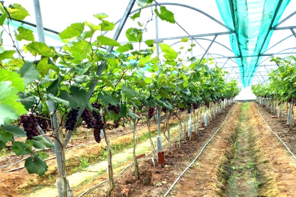 Nữ nông dân bắt đất cát pha “đẻ” ra tiền - 2 Nữ nông dân bắt đất cát pha “đẻ” ra tiền - 2