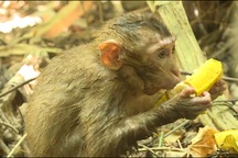 Thả 42 cá thể động vật quý hiếm về tự nhiên