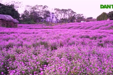 Lạc vào cánh đông hoa tím lịm như "trời âu" ở Hà Nội