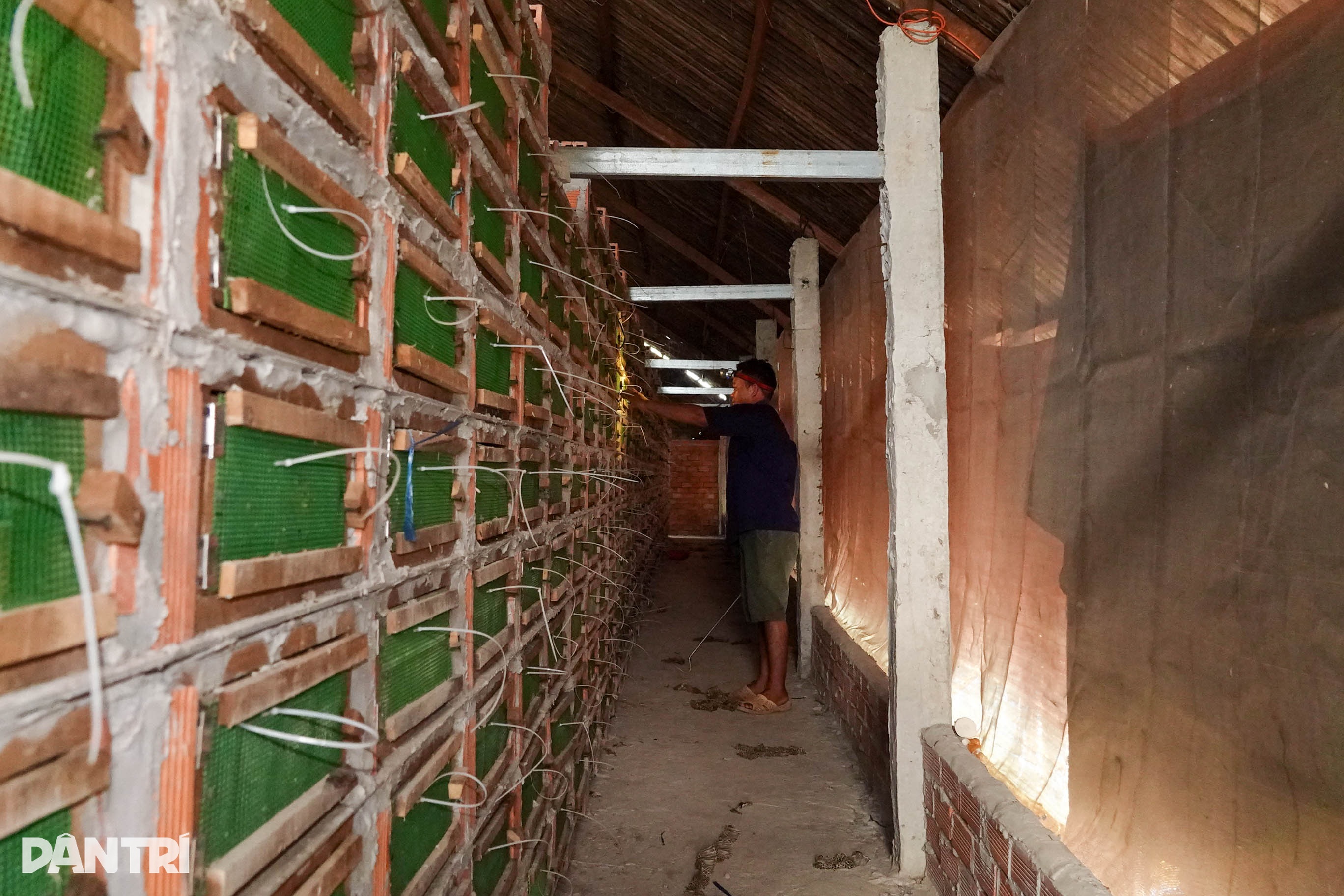 Vua rắn miền Tây kiếm nửa tỷ đồng/năm kể chuyện bi hài khi nuôi mãng xà - 5 Vua rắn miền Tây kiếm nửa tỷ đồng/năm kể chuyện bi hài khi nuôi mãng xà - 5