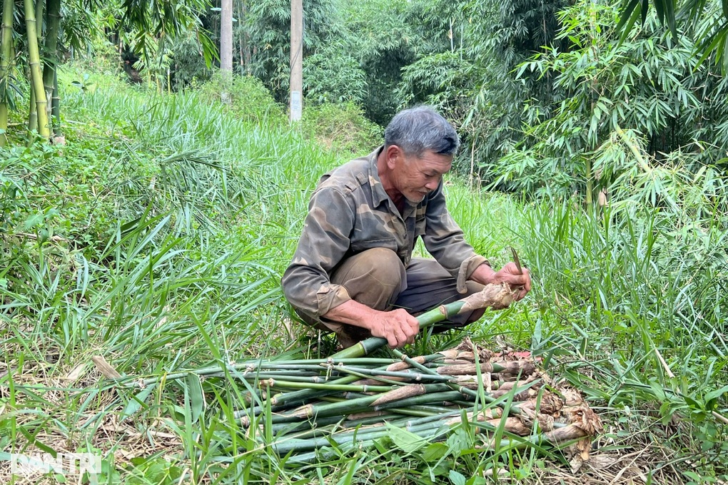 Trồng thứ cây trăm đốt, lão nông cao nguyên hốt bạc tỷ mỗi tháng - 4 Trồng thứ cây trăm đốt, lão nông cao nguyên hốt bạc tỷ mỗi tháng - 4