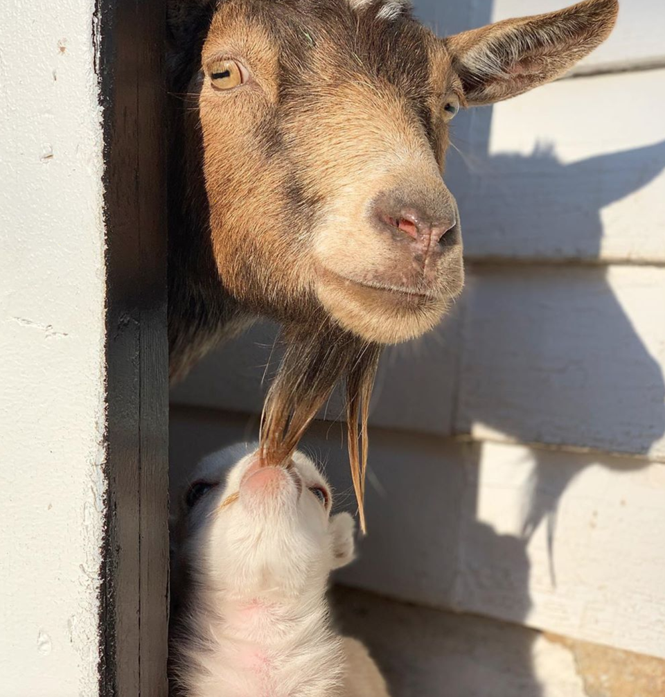 Không gì sánh bằng tình yêu của mẹ - 2