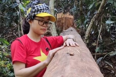 Nhiều rừng quế của dân bất ngờ bị "lột trần"