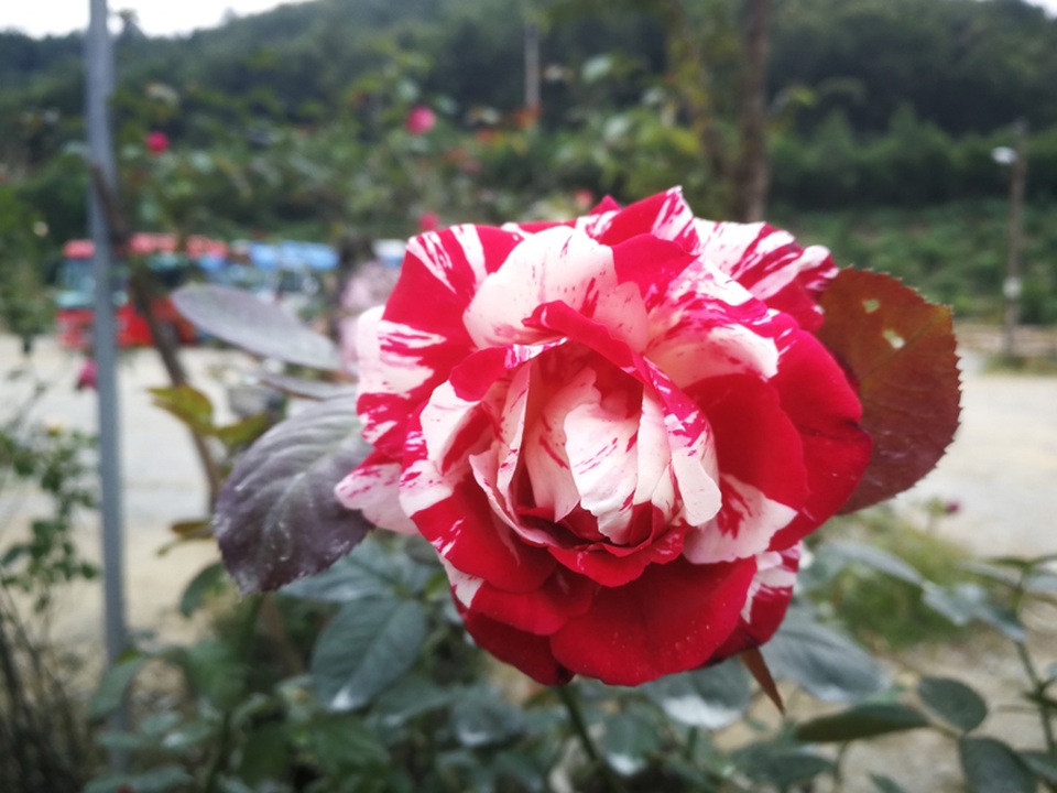 Chủ trại hồng tiếc nuối vì dịch corona ngăn khách đến ngắm mùa hoa đẹp nhất - 16 Chủ trại hồng tiếc nuối vì dịch corona ngăn khách đến ngắm mùa hoa đẹp nhất - 16