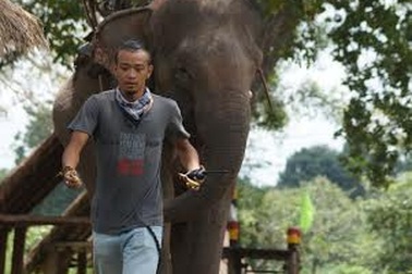 Voi bản Đôn xuất hiện trong bạn đường hợp ý