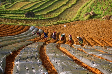 Nỗi lo dược liệu bẩn lan tràn từ các bài thuốc trên mạng xã hội