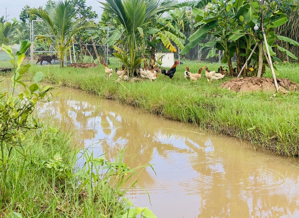 Ông bố 3 con mê làm vườn, thích sưu tầm sản vật quý ở vùng cao về Thủ đô - 7 Ông bố 3 con mê làm vườn, thích sưu tầm sản vật quý ở vùng cao về Thủ đô - 7