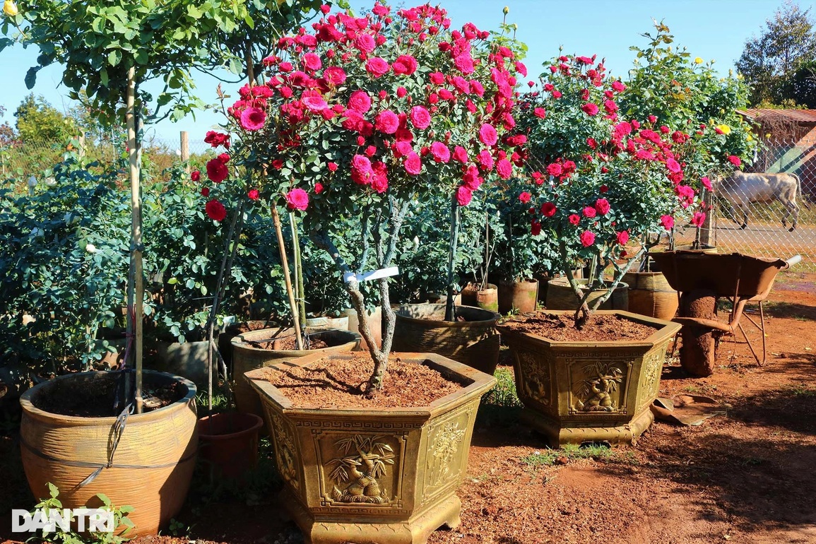 Bỏ phố về rừng trồng hoa hồng, 9X thu bộn tiền ngày Tết - 6 Bỏ phố về rừng trồng hoa hồng, 9X thu bộn tiền ngày Tết - 6