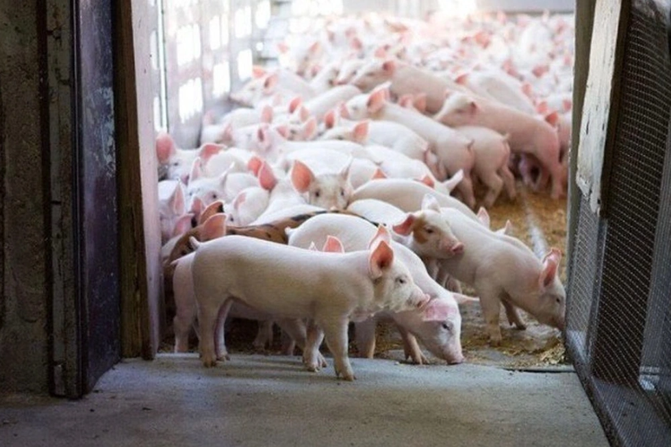 Đại gia khóc, cười cùng lỗ lãi nửa đầu năm - 2