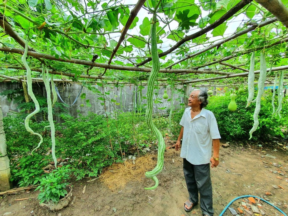 “Vua bầu khổng lồ” miền Tây sở hữu giàn mướp có trái dài đến 2m - 3 “Vua bầu khổng lồ” miền Tây sở hữu giàn mướp có trái dài đến 2m - 3