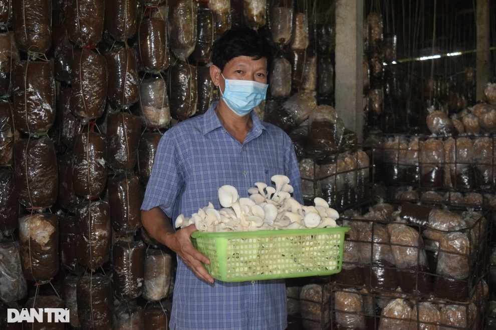 Kiếm tiền tỷ nhờ câu chuyện đi tìm nấm chữa bệnh cho bố - 1 Kiếm tiền tỷ nhờ câu chuyện đi tìm nấm chữa bệnh cho bố - 1