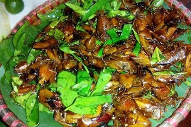 “Bọ xít rang lá chanh” món ngon Tây Bắc thách thức tín đồ ẩm thực