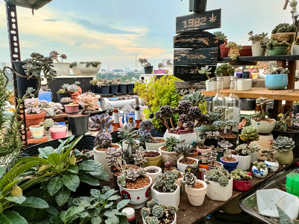 Rời TPHCM về quê, chàng trai đem theo gia tài hàng ngàn cây sen đá - 2 Rời TPHCM về quê, chàng trai đem theo gia tài hàng ngàn cây sen đá - 2