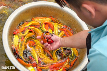 Nhân sự trẻ bị sếp sai mua cà phê, sửa hồ cá