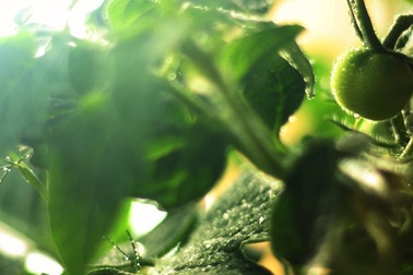 Các hạt nano có thể giúp cứu các cây kém dinh dưỡng