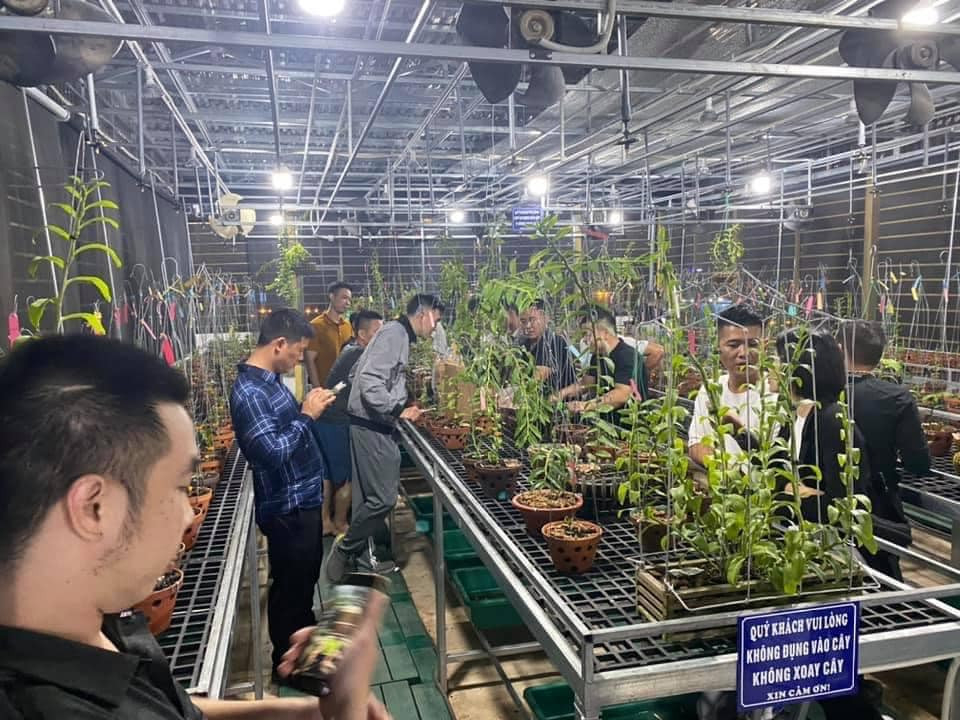 Nghệ nhân chia sẻ cách trồng và chăm hoa lan đơn giản, thành công - 1 Nghệ nhân chia sẻ cách trồng và chăm hoa lan đơn giản, thành công - 1