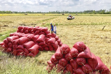 Trung Quốc hối hả mua gạo của Việt Nam, giá gạo xuất khẩu tăng vọt