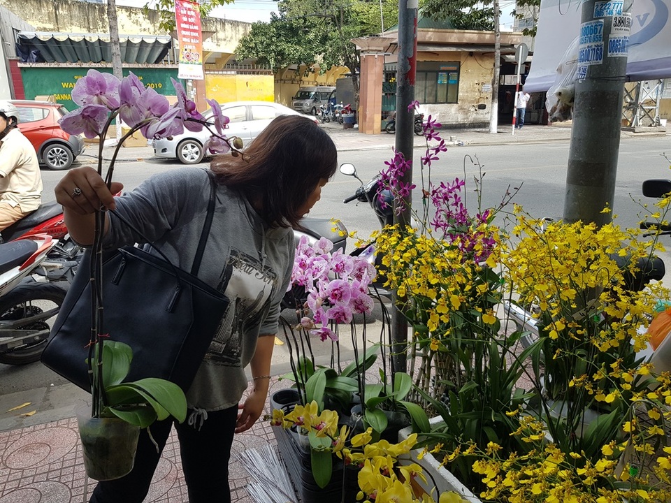 Cánh nhà giàu không tiếc tiền “rước” lan đẹp về chơi Tết - 3 Cánh nhà giàu không tiếc tiền “rước” lan đẹp về chơi Tết - 3