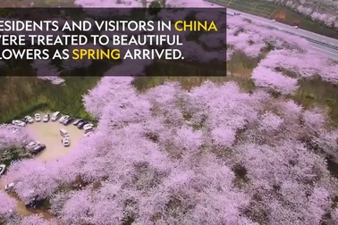 Hoa anh đào nở rộ khắp Trung Quốc