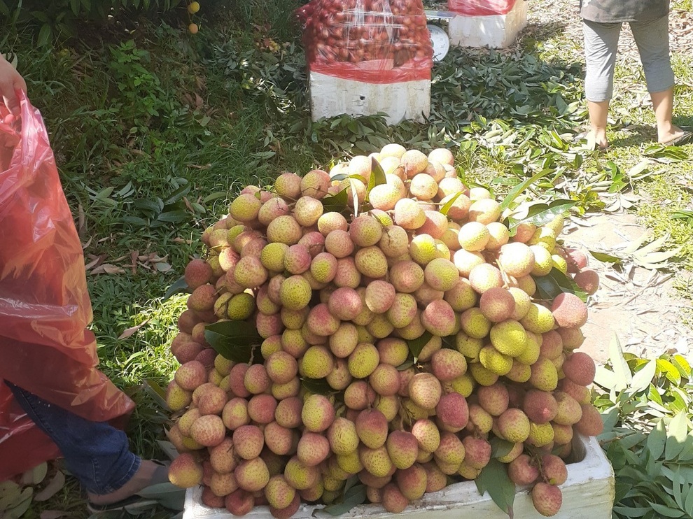 Bắc Giang xin làn xanh cho xe vận chuyển vải lưu thông nhanh chóng - 2 Bắc Giang xin làn xanh cho xe vận chuyển vải lưu thông nhanh chóng - 2