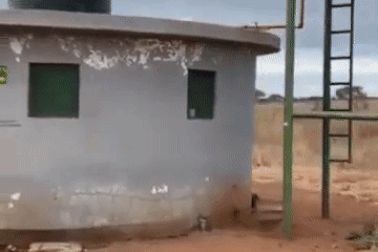 Cư dân mạng "phát sốt" khi thấy sư tử đi ra từ... nhà vệ sinh công cộng