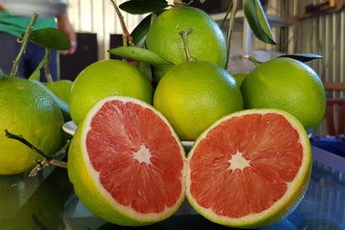 Độc nhất miền Tây:  Vườn cam ruột đỏ au, không hề có hạt