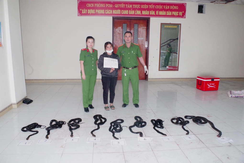 Người phụ nữ vận chuyển 9 cá thể rắn hổ mang chúa - 1 Người phụ nữ vận chuyển 9 cá thể rắn hổ mang chúa - 1