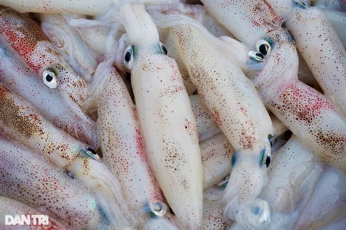 Ra khơi lấy ngày, ngư dân bất ngờ trúng đậm lộc biển - 8 Ra khơi lấy ngày, ngư dân bất ngờ trúng đậm lộc biển - 8