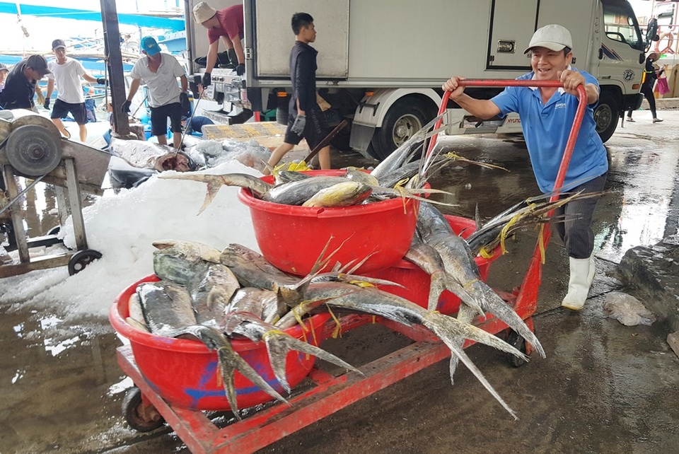 Trúng vụ cá, ngư dân có thêm nhu nhập đón Tết - 4 Trúng vụ cá, ngư dân có thêm nhu nhập đón Tết - 4