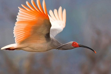 Những loài chim hiếm nhất thế giới