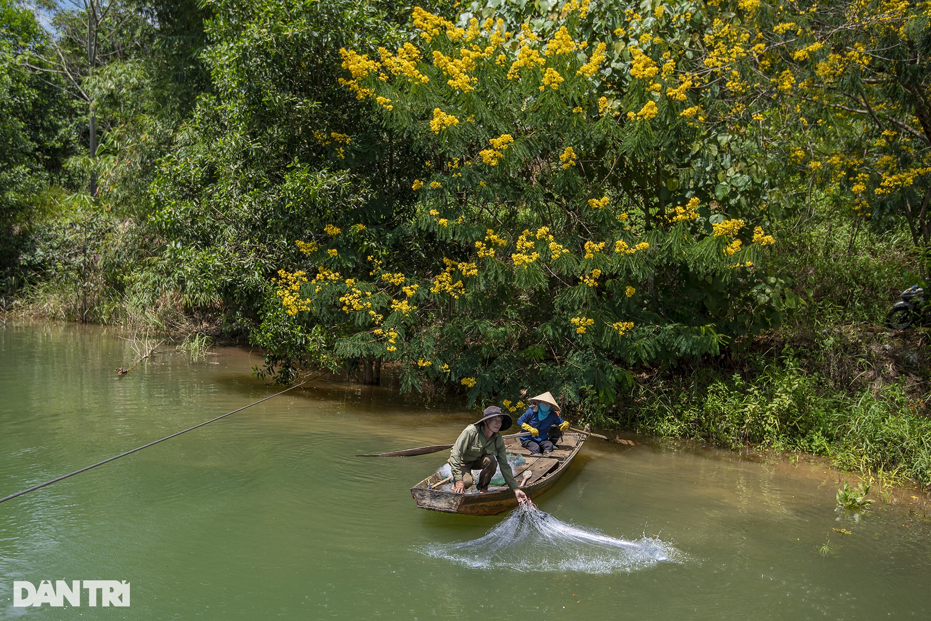 Yellow poinciana flowers bloom on both sides of the suspension bridge in Dak Nong - 5