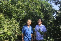 Quảng Trị:  Trồng cam hữu cơ, mỗi vụ thu gần nửa tỷ đồng