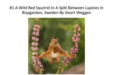 Những khoảnh khắc hài hước của thế giới động vật